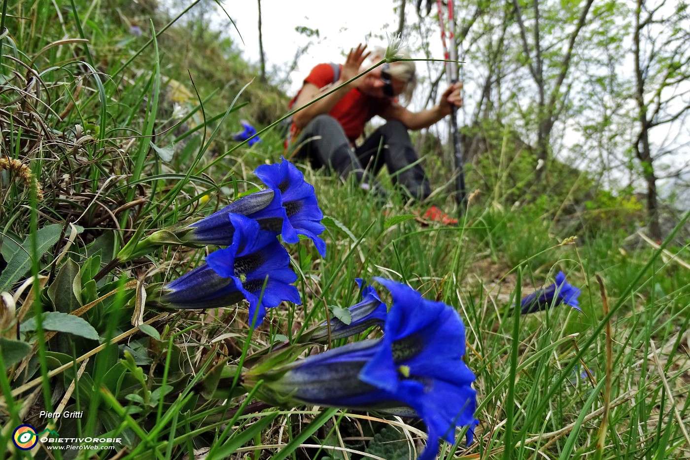 17 Genziana di Clusius (Gentiana Clusii).JPG -                                